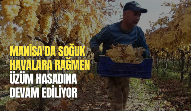 Manisa'da soğuk havalara rağmen üzüm hasadına devam ediliyor