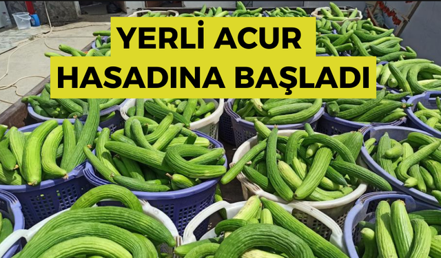 Yerli acur hasadına başladı