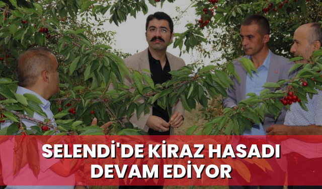 Selendi'de kiraz hasadı devam ediyor