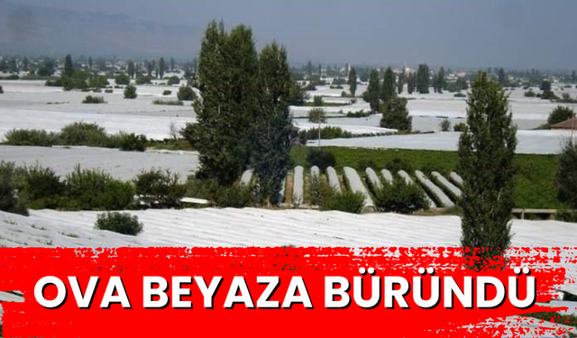 Sarıgöl'ün yeşil ovası beyaza büründü