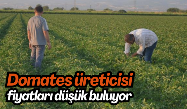 Domates üreticisi fiyatları düşük buluyor