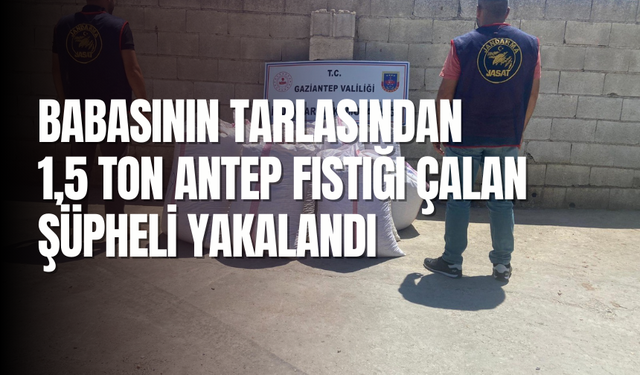 Babasının tarlasından 1,5 ton Antep fıstığı çalan şüpheli yakalandı