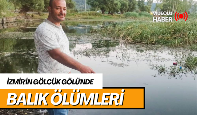 Yüzlercesi ölüyor... Vatandaş tedirgin! | Gölcük Gölü'nde balık ölümleri araştırılıyor