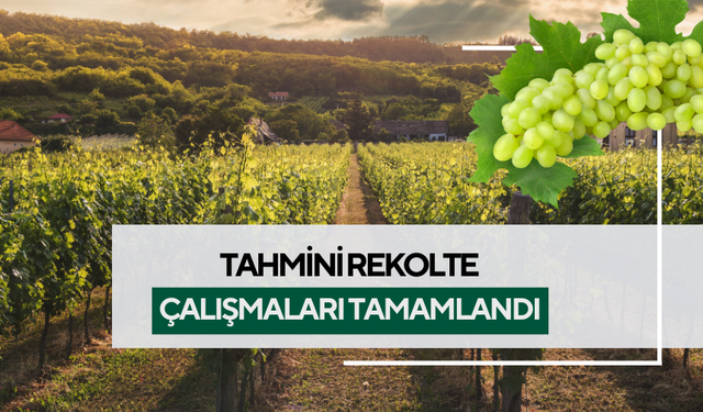 Çekirdeksiz Sultaniye Üzüm tahmini rekolte çalışmaları tamamlandı