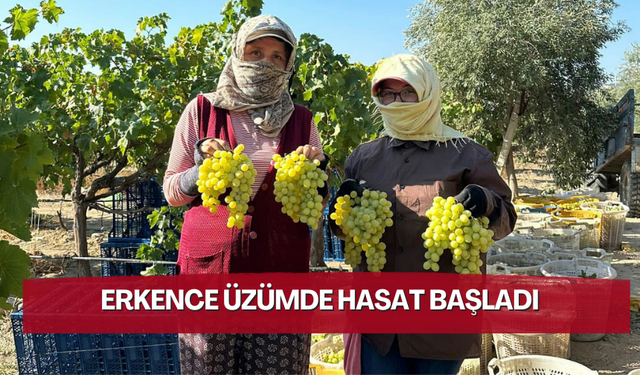 Erkence üzümde hasat başladı | Bağda 35 TL'den satılıyor