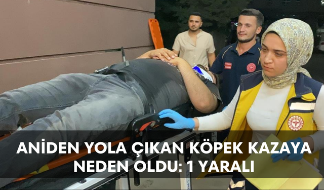 Aniden yola çıkan köpek kazaya neden oldu: 1 yaralı