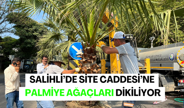 Salihli’de Site Caddesi’ne palmiye ağaçları dikiliyor