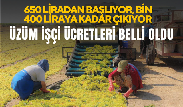 Manisa’nın 2 ilçesinde üzüm işçi ücretleri belli oldu ! 2024 yılı fiyatları 650 liradan başlıyor, bin 400 liraya kadar çıkıyor