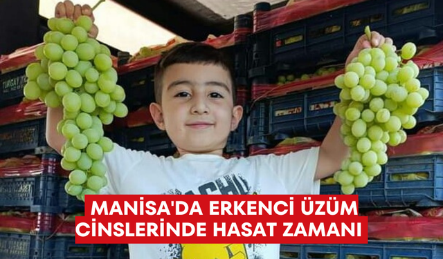 Kilogramı 35 liradan satılıyor ! Manisa'da erkenci üzüm cinslerinde hasat zamanı