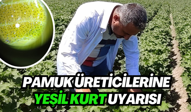 Salihli’de pamuk üreticilerine yeşil kurt uyarısı