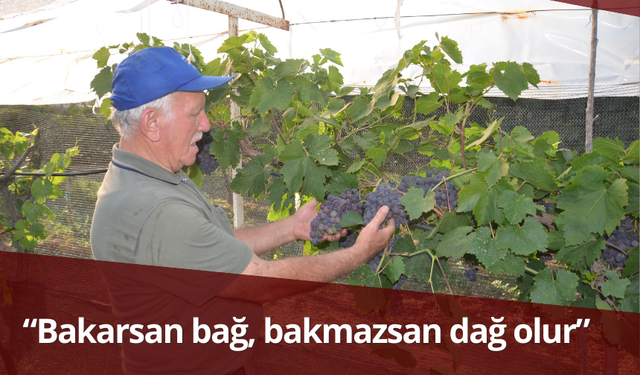 Atalarından kalan asırlık üzüm bağlarını ayakta tutmak için çabalıyor