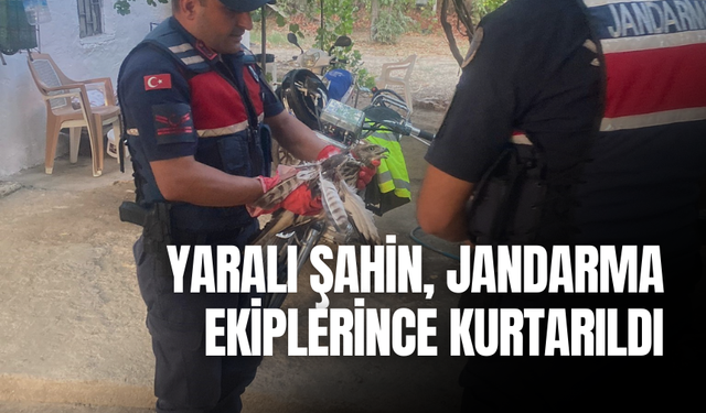 Yaralı şahin, jandarma ekiplerince kurtarıldı