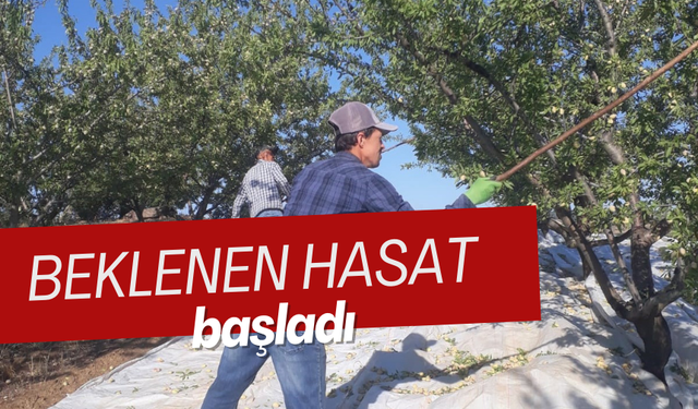 Beklenen hasat başladı | İmece usulü toplanıyor, kilosu 250 liradan satılıyor...