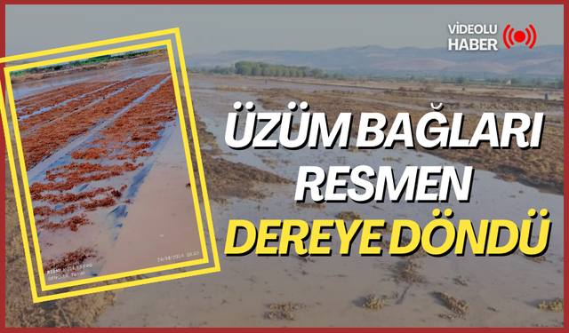 Alaşehir’den son görüntüler geldi ! Üzüm bağları resmen dereye döndü