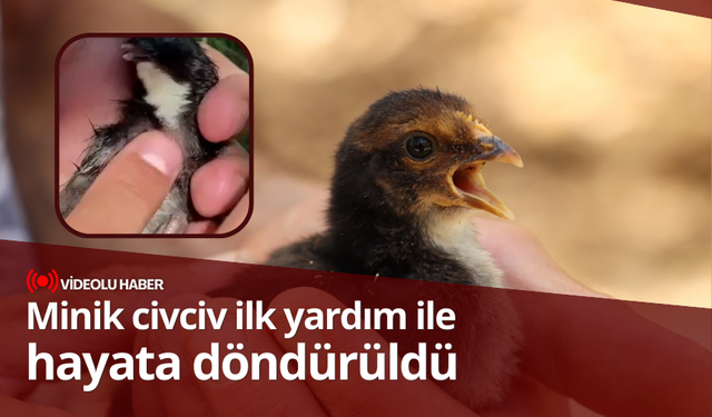 Manisalı vatandaş, Erzurum'da bir civcivi ilk yardım ile hayata bağladı