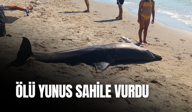 Kuşadası'nda ölü yunus sahile vurdu