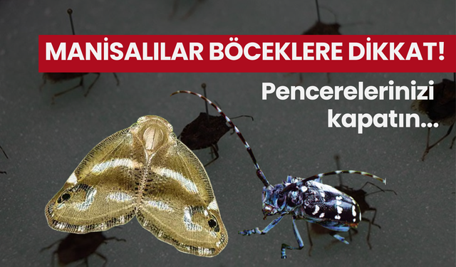 Manisa dikkat: Vampir Kelebek, Kahverengi Kokarca ve dahası var... Kapınızı pencerenizi kapatın!