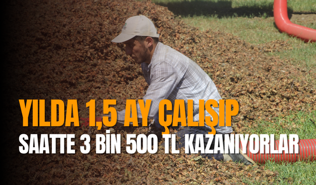 Mesai başladı! Yılda 1,5 ay çalışıp, saatte 3 bin 500 TL kazanıyorlar