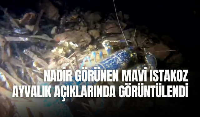 Nadir görünen mavi ıstakoz Ayvalık açıklarında görüntülendi