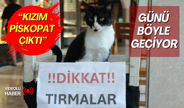 Dikkat! günü tırmalamakla geçiyor