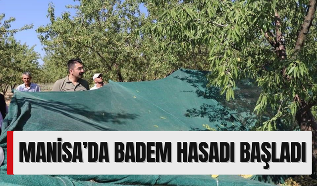 Manisa’da badem hasadı başladı