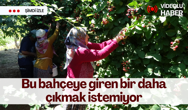 Bu bahçeye giren bir daha çıkmak istemiyor