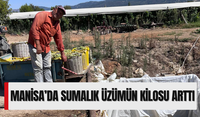 Manisa’da sumalık üzümün kilosu arttı