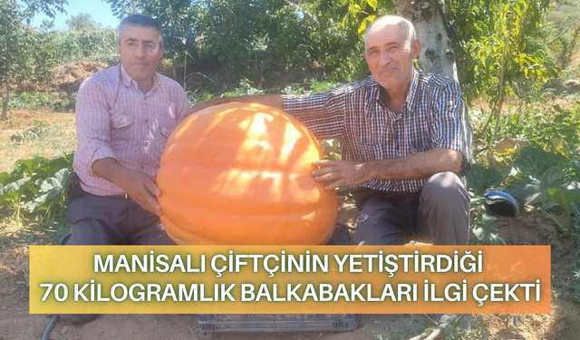 Manisalı çiftçi yetiştirdiği 70 kilogramlık balkabaklarını eşe dosta ikram edecek