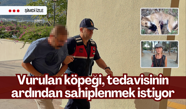 Vurulan köpeği, tedavisinin ardından sahiplenmek istiyor