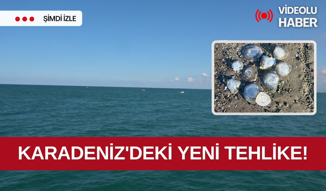 Karadeniz'deki yeni tehlike: Rhizostoma türü denizanası