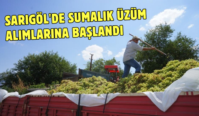 Sarıgöl'de sumalık üzüm alımlarına başlandı