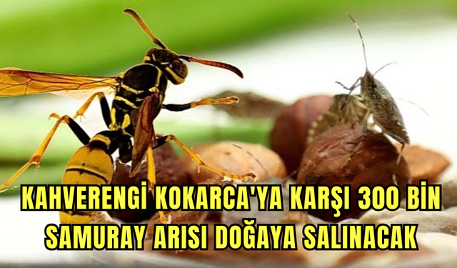 Kahverengi kokarca ile mücadele için 300 bin samuray arısı doğaya salınıyor