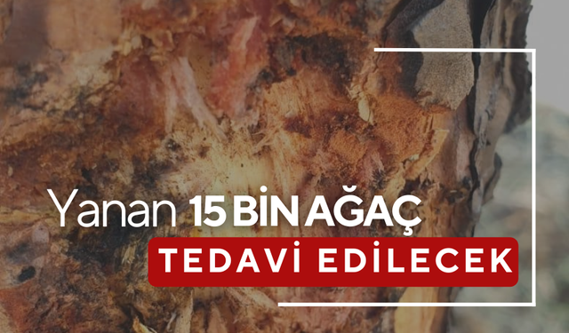 Yangınlarda yanan 15 bin ağaç tedavi edilerek hayatta tutulacak