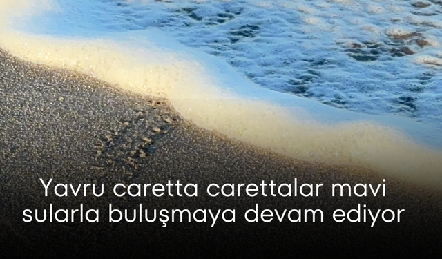 Yavru caretta carettalar mavi sularla buluşmaya devam ediyor