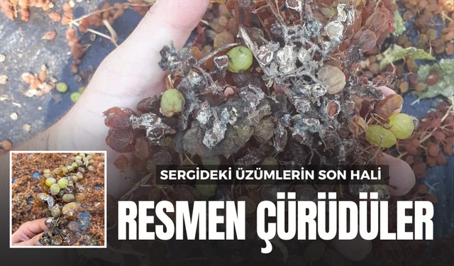 Salihli, Gölmarmara, Ahmetli… Sergideki üzümlerin son hali ! Resmen çürüdüler