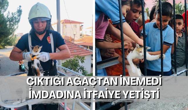 Çıktığı ağaçtan inemedi imdadına itfaiye yetişti