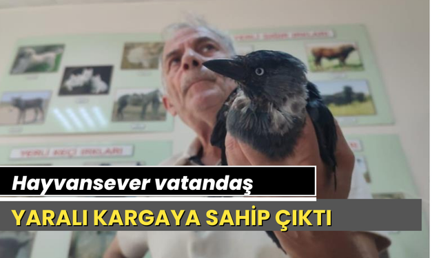 Hayvan sever vatandaş yaralı kargaya sahip çıktı