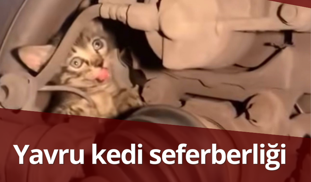 Lastiğin içine giren yavru kedi için seferber oldular!