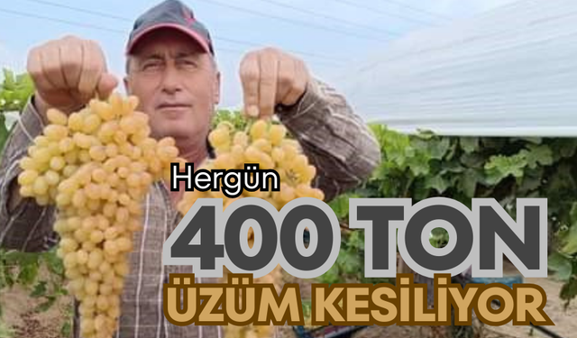 Her gün 400 ton üzüm kesiliyor