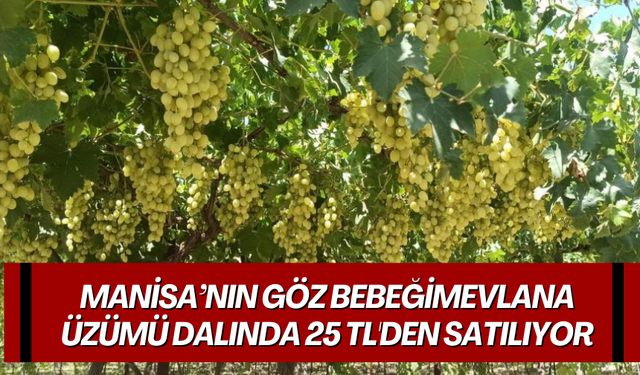 Manisa’nın göz bebeği  Mevlana Üzümü dalında 25 TL'den satılıyor