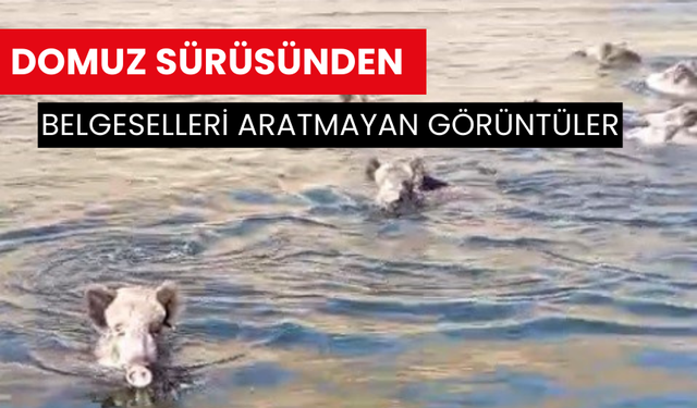 Domuz sürüsünden belgeselleri aratmayan görüntüler