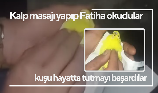 Kalp masajı yapıp Fatiha okudular, kuşu hayatta tutmayı başardılar