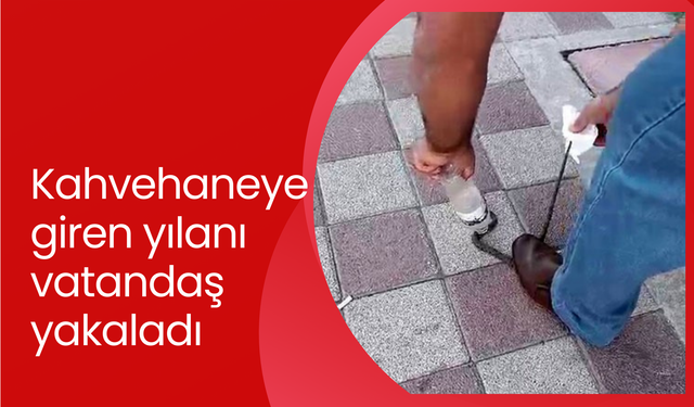 Kahvehaneye giren yılanı vatandaş yakaladı | O anlar saniye saniye kameraya yansıdı