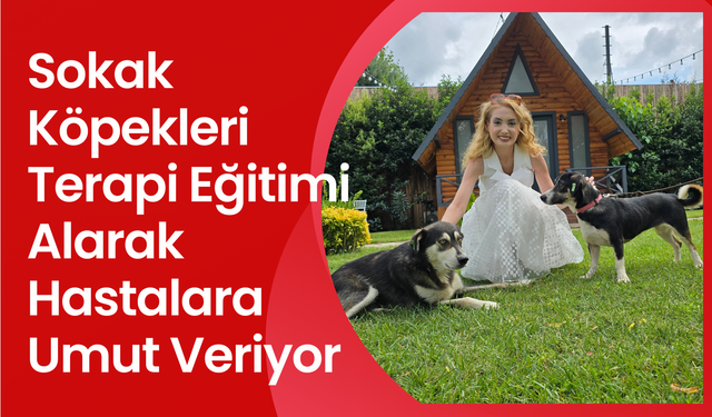 Sokak köpekleri terapi eğitimiyle, hastalar için umut kaynağı oluyor