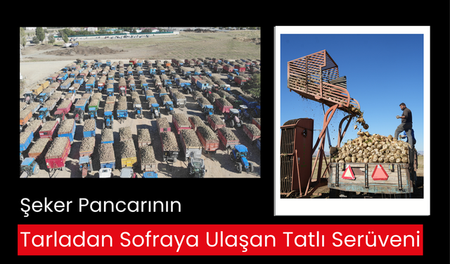 Şeker pancarının tarladan sofraya ulaşan tatlı serüveni