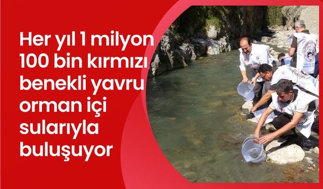 Her yıl 1 milyon 100 bin kırmızı benekli yavru orman içi sularıyla buluşuyor