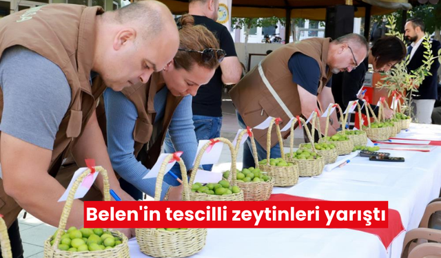 Belen Zeytin Festivali; Tescilli Zeytinler Arasında Büyük Yarış!