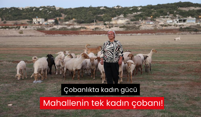 8 yıl önce devlet desteğiyle 31 koyun alan mahallenin tek kadın çobanı