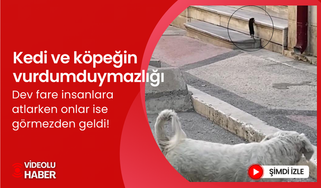 Kedi ve köpeğin vurdumduymazlığı... İnsanların üzerine atlarken kedi ve köpek tepkisiz kaldı!