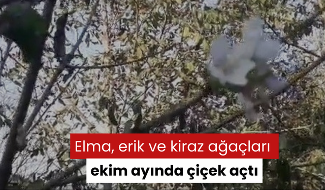 Elma, erik ve kiraz ağaçları ekim ayında çiçek açtı